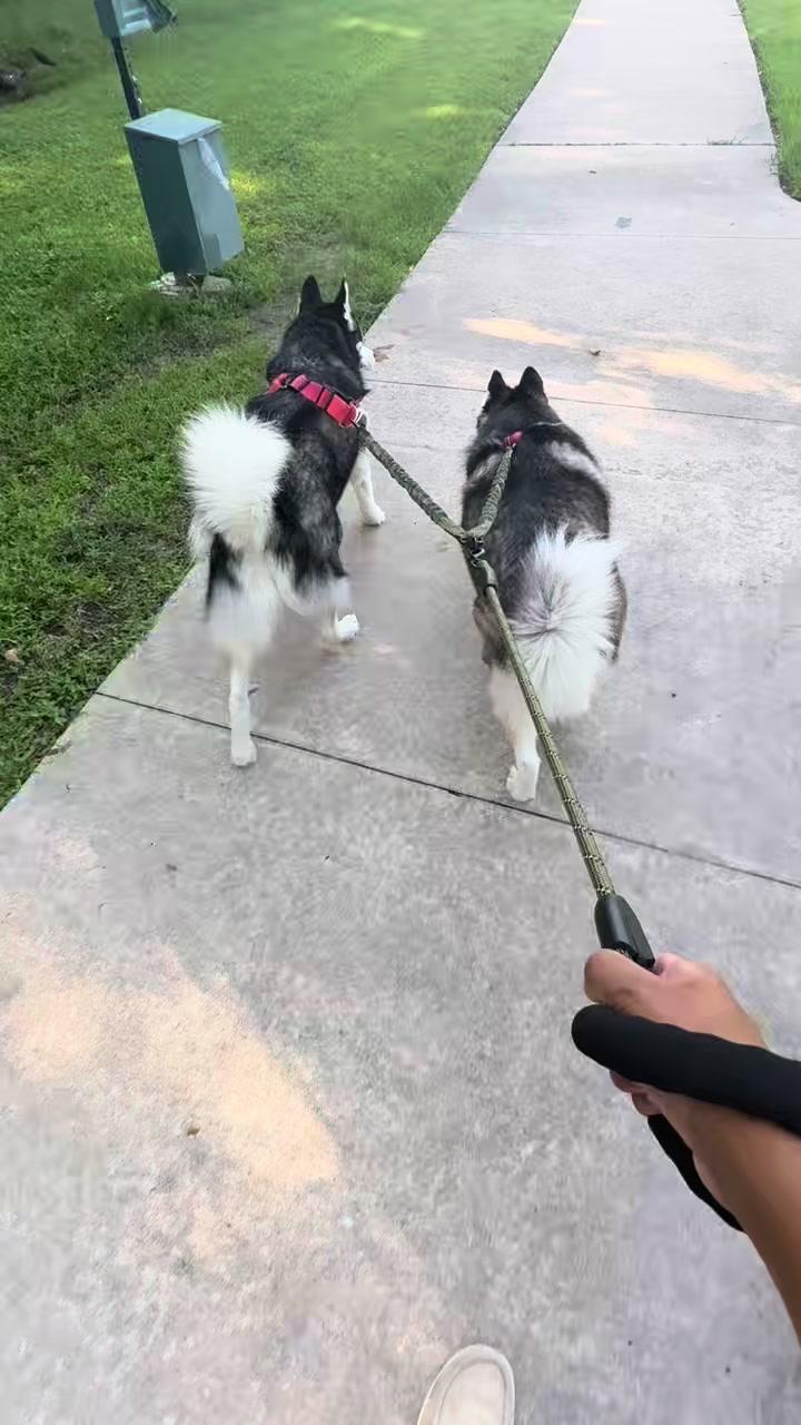 🎁Double Dog Leash, 360 Swivel No Tangle Walking Leash